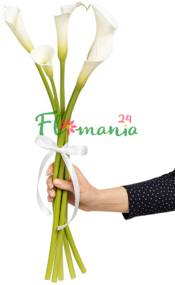 Пять роскошных белых калл